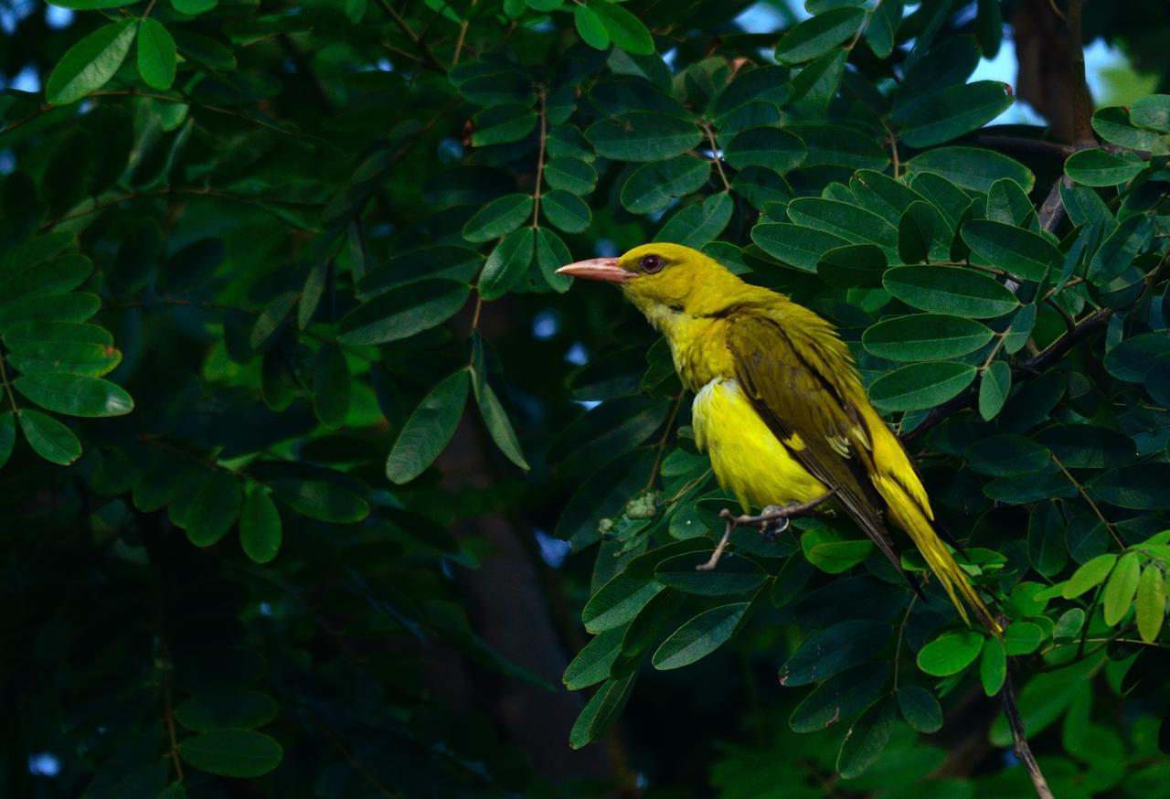 Nature Resort Agra  Bagian luar foto