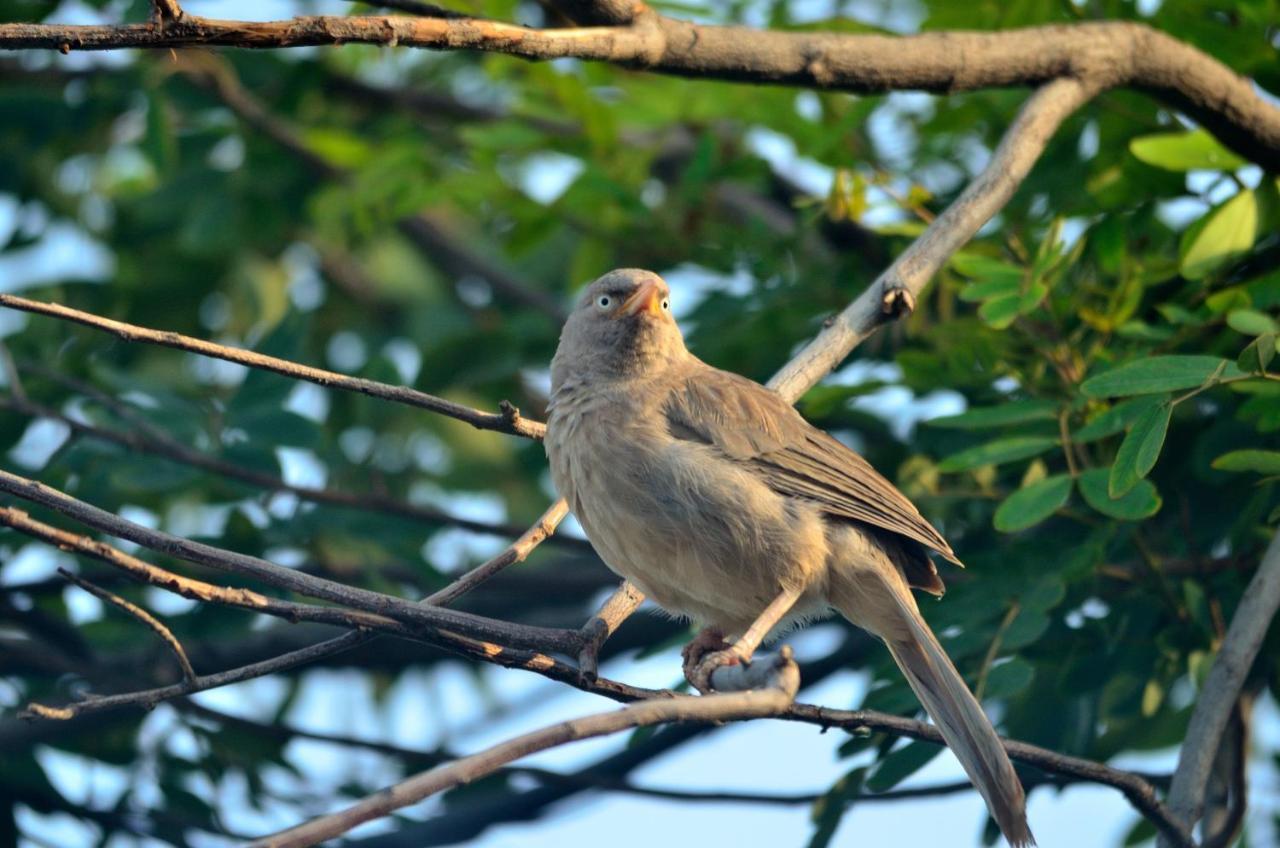 Nature Resort Agra  Bagian luar foto